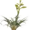 Tillandsia (Tillandsia Oerstediana) D 12 H 55 Cm 1 Tillandsia (Tillandsia Oerstediana) D 12 H 55 Cm -Groene Bloom Winkel 8717263418542
