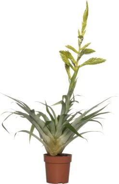 Tillandsia (Tillandsia Oerstediana) D 12 H 55 Cm