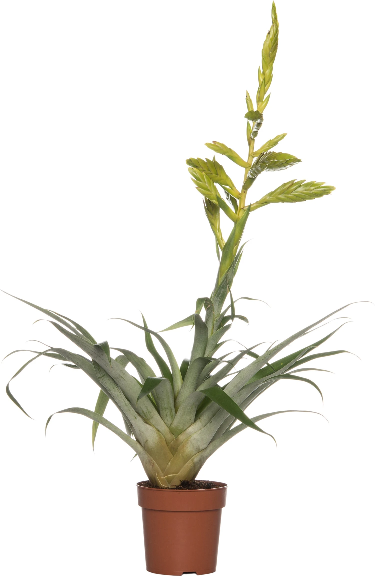 Tillandsia (Tillandsia Oerstediana) D 12 H 55 Cm 3 Tillandsia (Tillandsia Oerstediana) D 12 H 55 Cm