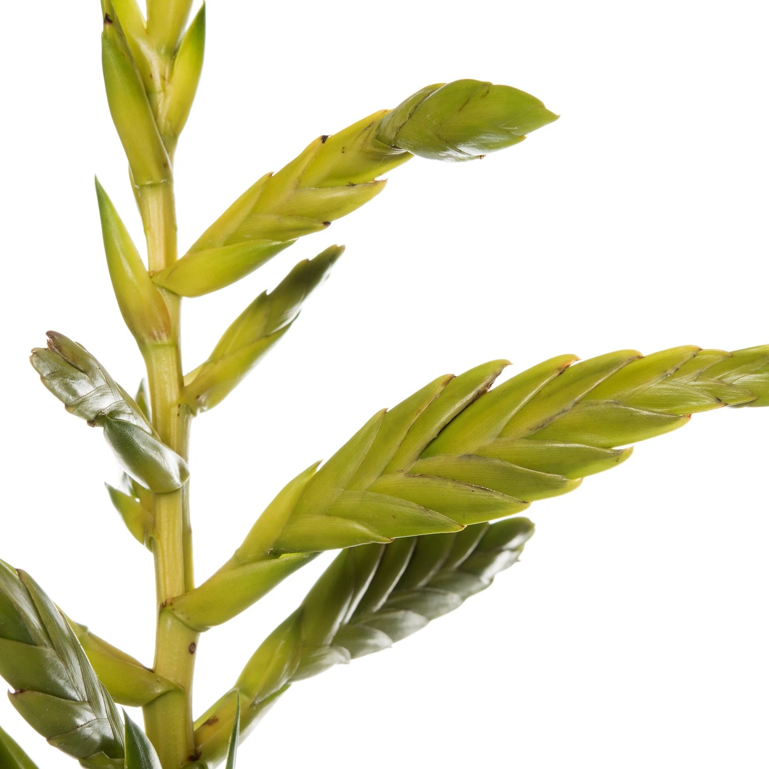 Tillandsia (Tillandsia Oerstediana) D 12 H 55 Cm 4 Tillandsia (Tillandsia Oerstediana) D 12 H 55 Cm - Afbeelding 2