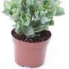 Crassula (Crassula Undulatifolia 'Magic') D 12 H 17 Cm 2 Crassula (Crassula Undulatifolia 'Magic') D 12 H 17 Cm -Groene Bloom Winkel 8717263418825
