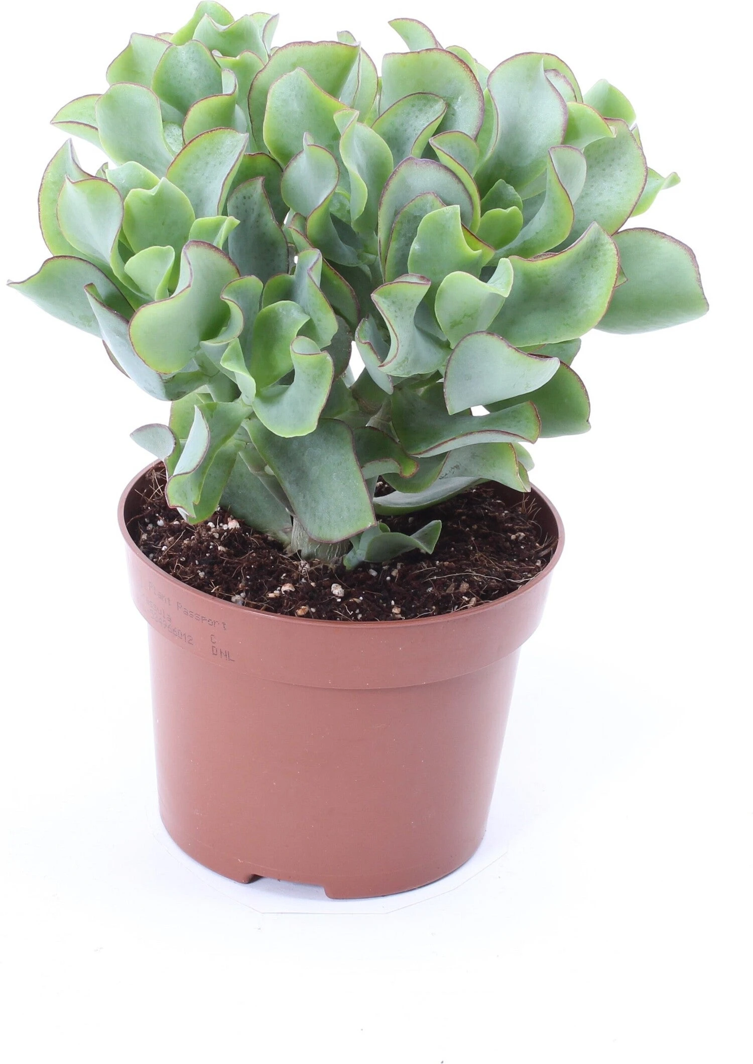 Crassula (Crassula Undulatifolia 'Magic') D 12 H 17 Cm 3 Crassula (Crassula Undulatifolia 'Magic') D 12 H 17 Cm
