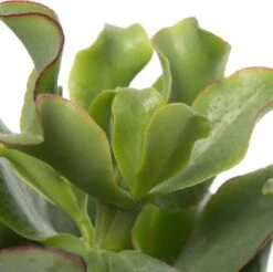 Crassula (Crassula Undulatifolia 'Magic') D 12 H 17 Cm 5 Crassula (Crassula Undulatifolia 'Magic') D 12 H 17 Cm -Groene Bloom Winkel 8717263418825 2