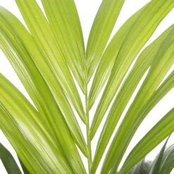 Kentiapalm (Howea Forsteriana) D 19 H 90 Cm -Groene Bloom Winkel 8717263418917 1