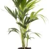 Kentiapalm (Howea Forsteriana) D 19 H 90 Cm -Groene Bloom Winkel 8717263418917 1 1