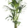 Kentiapalm (Howea Forsteriana) D 24 H 140 Cm 1 Kentiapalm (Howea Forsteriana) D 24 H 140 Cm -Groene Bloom Winkel 8717263418931 1