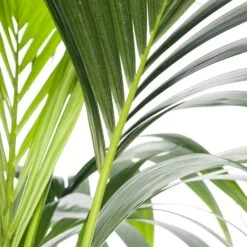 Kentiapalm (Howea Forsteriana) D 24 H 140 Cm -Groene Bloom Winkel 8717263418931 1 2