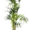 Kentiapalm (Howea Forsteriana) D 27 H 170 Cm -Groene Bloom Winkel 8717263418955 1
