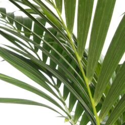 Kentiapalm (Howea Forsteriana) D 27 H 170 Cm -Groene Bloom Winkel 8717263418955 1 2