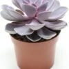 Echeveria (Echeveria 'Purple Pearl') D 12 H 15 Cm 2 Echeveria (Echeveria 'Purple Pearl') D 12 H 15 Cm -Groene Bloom Winkel 8717263419020