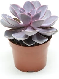 Echeveria (Echeveria 'Purple Pearl') D 12 H 15 Cm
