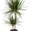 Drakenbloedboom (Dracaena Marginata) D 19 H 100 Cm 2 Drakenbloedboom (Dracaena Marginata) D 19 H 100 Cm -Groene Bloom Winkel 8717263419044