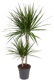 Drakenbloedboom (Dracaena Marginata) D 19 H 100 Cm