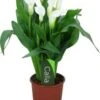 Aronskelk (Zantedeschia 'Captain Fresco') Wit D 13 H 40 Cm 2 Aronskelk (Zantedeschia 'Captain Fresco') Wit D 13 H 40 Cm -Groene Bloom Winkel 8717263419143