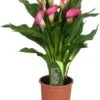 Aronskelk (Zantedeschia 'Zazu') Roze D 13 H 40 Cm 1 Aronskelk (Zantedeschia 'Zazu') Roze D 13 H 40 Cm -Groene Bloom Winkel 8717263419150