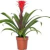 Bromelia (Guzmania 'Hope') D 12 H 45 Cm 2 Bromelia (Guzmania 'Hope') D 12 H 45 Cm -Groene Bloom Winkel 8717263419211 1