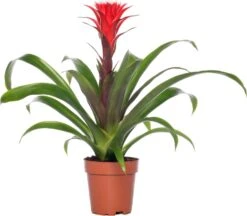 Bromelia (Guzmania 'Hope') D 12 H 45 Cm
