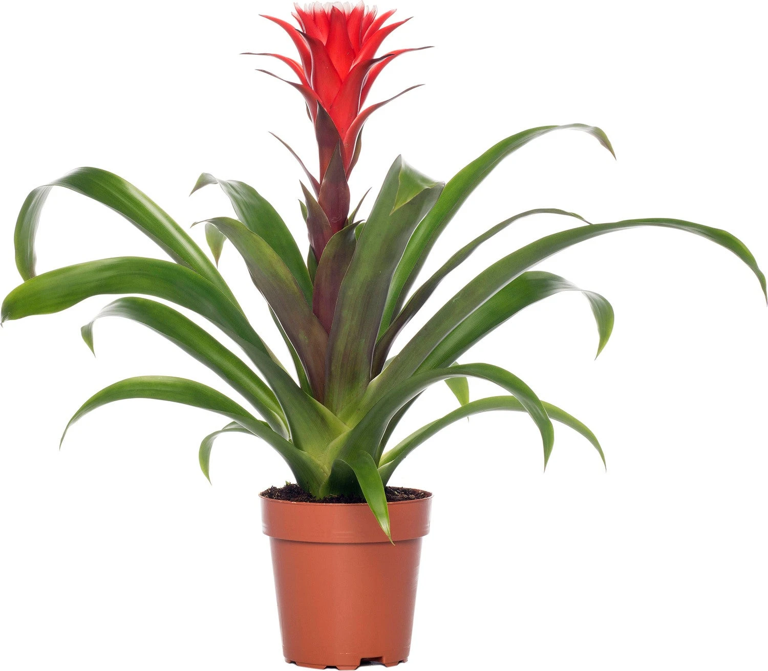 Bromelia (Guzmania 'Hope') D 12 H 45 Cm 3 Bromelia (Guzmania 'Hope') D 12 H 45 Cm