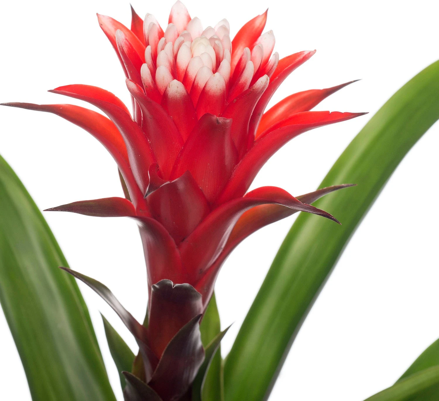Bromelia (Guzmania 'Hope') D 12 H 45 Cm 4 Bromelia (Guzmania 'Hope') D 12 H 45 Cm - Afbeelding 2