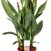 Curcuma (Curcuma 'Splash') D 15 H 55 Cm -Groene Bloom Winkel 8717263419822
