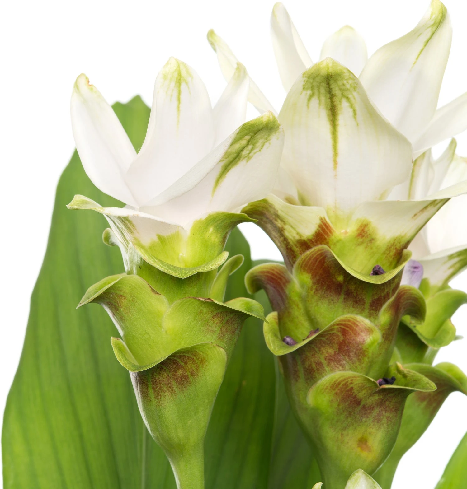 Curcuma (Curcuma 'Stardust') D 15 H 60 Cm 4 Curcuma (Curcuma 'Stardust') D 15 H 60 Cm - Afbeelding 2