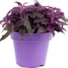 Fluweelplant (Gynura 'Purple Passion') D 15 H 25 Cm -Groene Bloom Winkel 8717263419990 2 1
