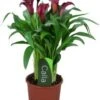 Aronskelk (Zantedeschia 'Allure') D 13 H 40 Cm 2 Aronskelk (Zantedeschia 'Allure') D 13 H 40 Cm -Groene Bloom Winkel 8717263455066