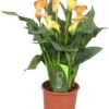 Aronskelk (Zantedeschia 'Morning Sun') D 13 H 40 Cm 1 Aronskelk (Zantedeschia 'Morning Sun') D 13 H 40 Cm -Groene Bloom Winkel 8717263455073