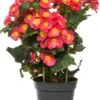 Begonia (Begonia Elatior 'Valentino') D 14 H 30 Cm 1 Begonia (Begonia Elatior 'Valentino') D 14 H 30 Cm -Groene Bloom Winkel 8717263455240