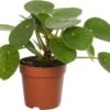 Pannenkoekenplant (Pilea Peperomioides) D 12 H 20 Cm -Groene Bloom Winkel 8717263455325 0