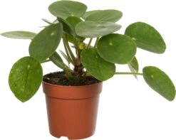 Pannenkoekenplant (Pilea Peperomioides) D 12 H 20 Cm