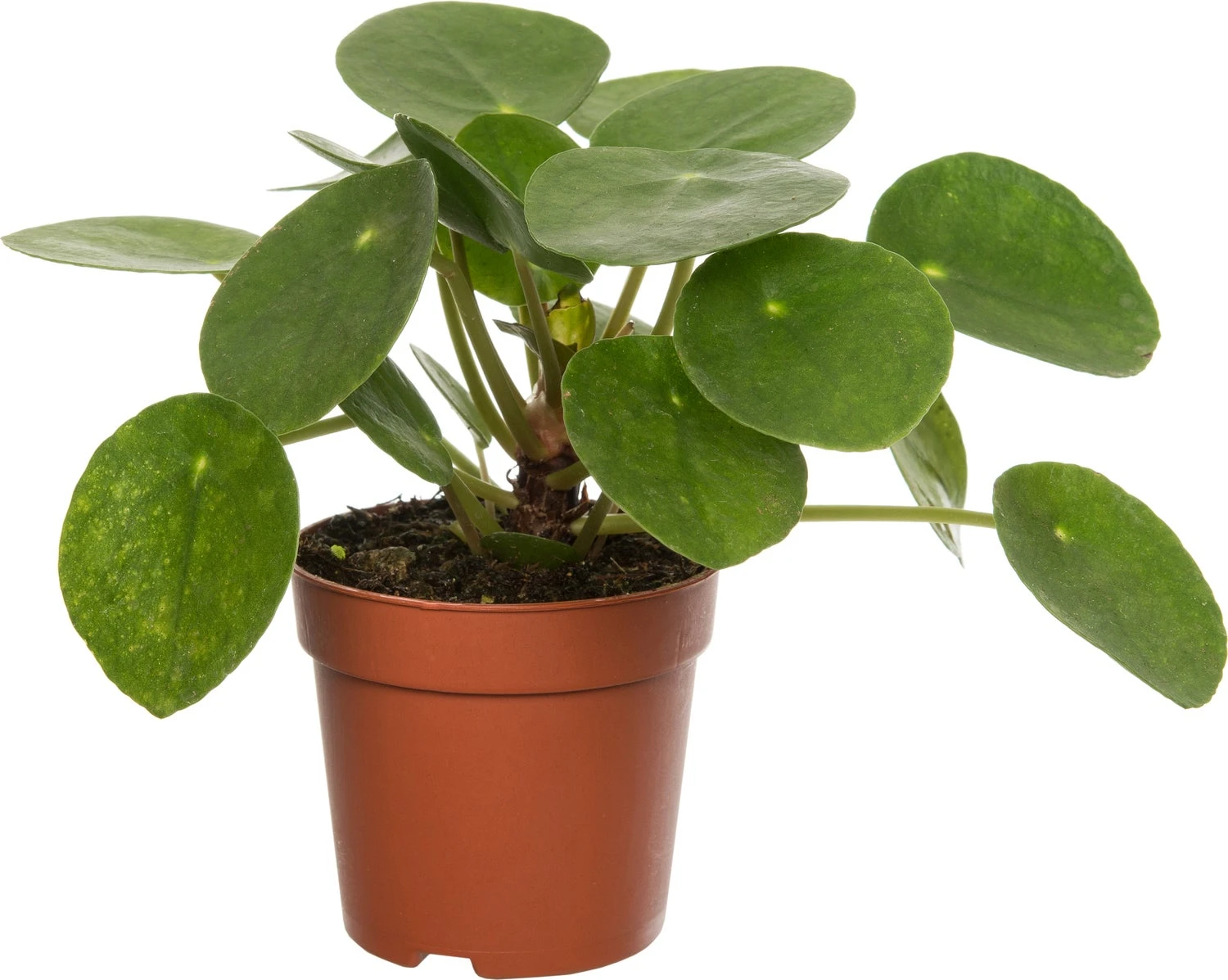 Pannenkoekenplant (Pilea Peperomioides) D 12 H 20 Cm 3 Pannenkoekenplant (Pilea Peperomioides) D 12 H 20 Cm