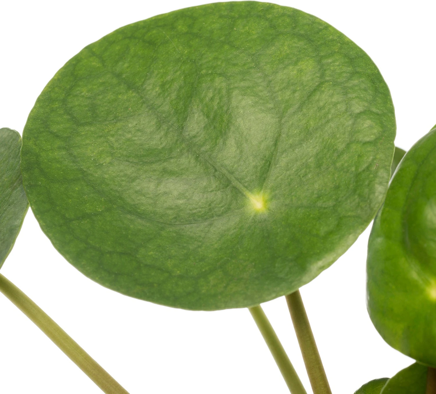 Pannenkoekenplant (Pilea Peperomioides) D 12 H 20 Cm 4 Pannenkoekenplant (Pilea Peperomioides) D 12 H 20 Cm - Afbeelding 2