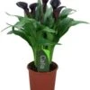 Aronskelk (Zantedeschia 'Odessa') D 13 H 40 Cm 2 Aronskelk (Zantedeschia 'Odessa') D 13 H 40 Cm -Groene Bloom Winkel 8717263455493