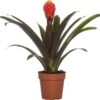 Guzmania (Guzmania 'Tala') D 12 H 45 Cm 1 Guzmania (Guzmania 'Tala') D 12 H 45 Cm -Groene Bloom Winkel 8717263455974