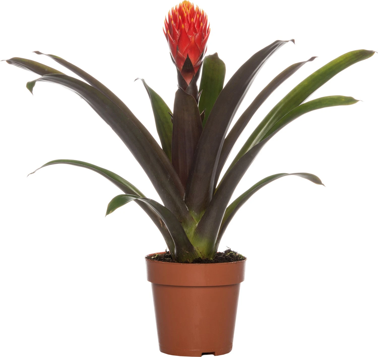 Guzmania (Guzmania 'Tala') D 12 H 45 Cm 3 Guzmania (Guzmania 'Tala') D 12 H 45 Cm