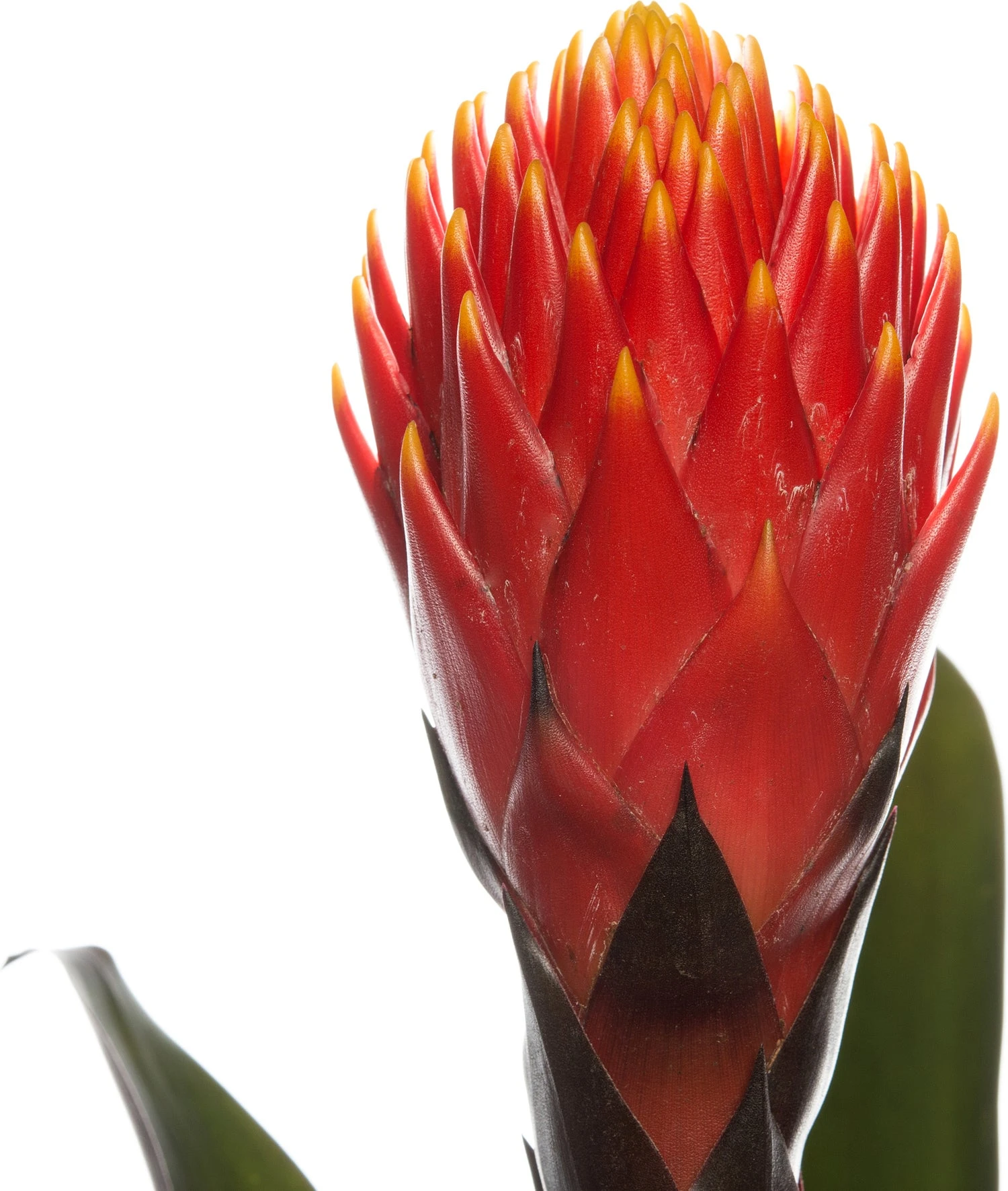 Guzmania (Guzmania 'Tala') D 12 H 45 Cm 4 Guzmania (Guzmania 'Tala') D 12 H 45 Cm - Afbeelding 2