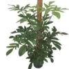 Philodendron (Philodendron Pedatum) D 24 H 120 Cm 1 Philodendron (Philodendron Pedatum) D 24 H 120 Cm -Groene Bloom Winkel 8717263456735