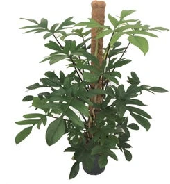 Philodendron (Philodendron Pedatum) D 24 H 120 Cm 3 Philodendron (Philodendron Pedatum) D 24 H 120 Cm