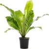 Nestvaren (Asplenium Nidus) D 17 H 50 Cm 2 Nestvaren (Asplenium Nidus) D 17 H 50 Cm -Groene Bloom Winkel 8717263456797 1