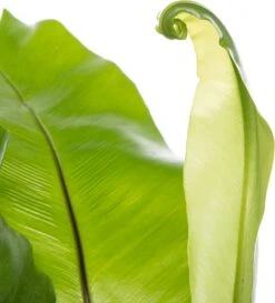 Nestvaren (Asplenium Nidus) D 17 H 50 Cm -Groene Bloom Winkel 8717263456797 1 2