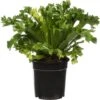 Nestvaren (Asplenium Antiquum 'Leslie') D 17 H 50 Cm -Groene Bloom Winkel 8717263456803 1