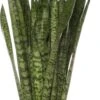 Vrouwentong (Sansevieria Zeylanica) D 21 H 80 Cm 1 Vrouwentong (Sansevieria Zeylanica) D 21 H 80 Cm -Groene Bloom Winkel 8717263456827 1