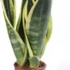 Vrouwentong (Sansevieria Trifasciata 'Superba') D 9 H 30 Cm -Groene Bloom Winkel 8717263456834 1