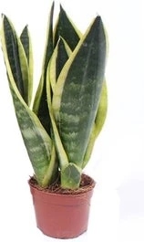 Vrouwentong (Sansevieria Trifasciata 'Superba') D 9 H 30 Cm