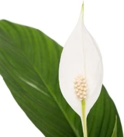 Groene Bloom Winkel -Groene Bloom Winkel 8717263456872 1