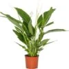 Lepelplant (Spathiphyllum 'Bingo Cupido') D 17 H 65 Cm -Groene Bloom Winkel 8717263456872 1