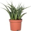 Vrouwentong (Sansevieria 'Fernwood Punk') D 10 H 30 Cm -Groene Bloom Winkel 8717263458548 1 1
