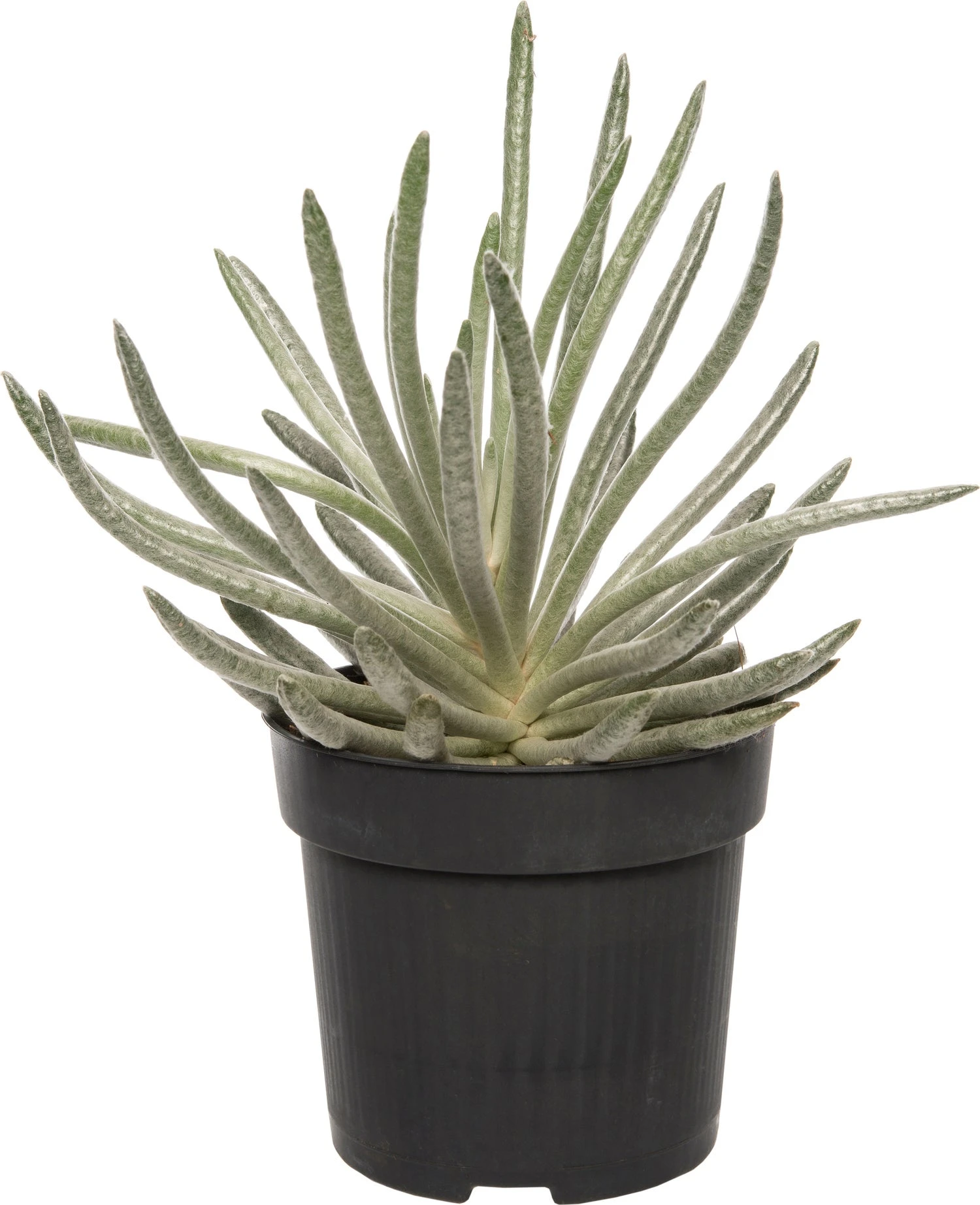 Zilver Kruiskruid (Senecio Scaposus) D 10,5 H 15 Cm 3 Zilver Kruiskruid (Senecio Scaposus) D 10,5 H 15 Cm