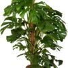 Gatenplant (Monstera Pertusum) D 27 H 150 Cm 1 Gatenplant (Monstera Pertusum) D 27 H 150 Cm -Groene Bloom Winkel 8717263458708